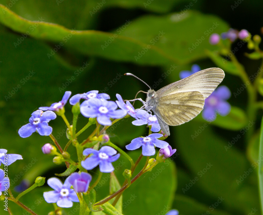 Naklejka premium gray Butterfly sitting on a small Purple flower