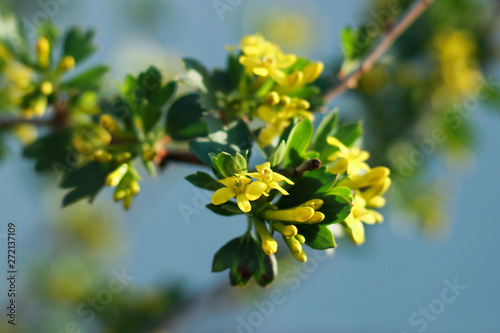 Flowering in the spring of Golden currants.