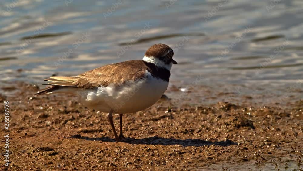 Little Ringed Plover bird wading and feeding at waters edge. Natural sounds of ducks and geese with wings flapping. Little Ringed Plover bird wading and feeding at waters edge. Natural sounds of ducks and geese with wings flapping.