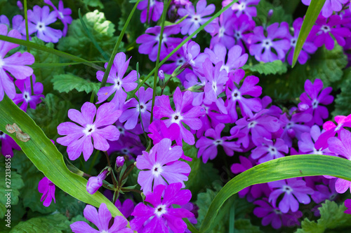 small purple flowers in summer garden among grass on green background, selective focus