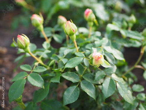 Red flower buds in the garden, young roses