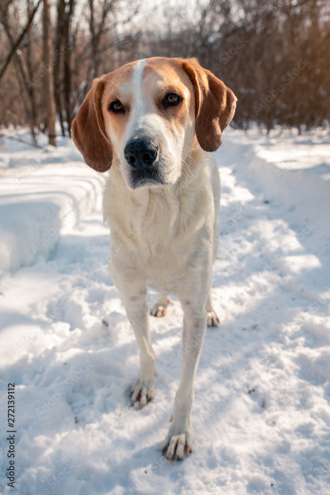 chien de chasse en hiver