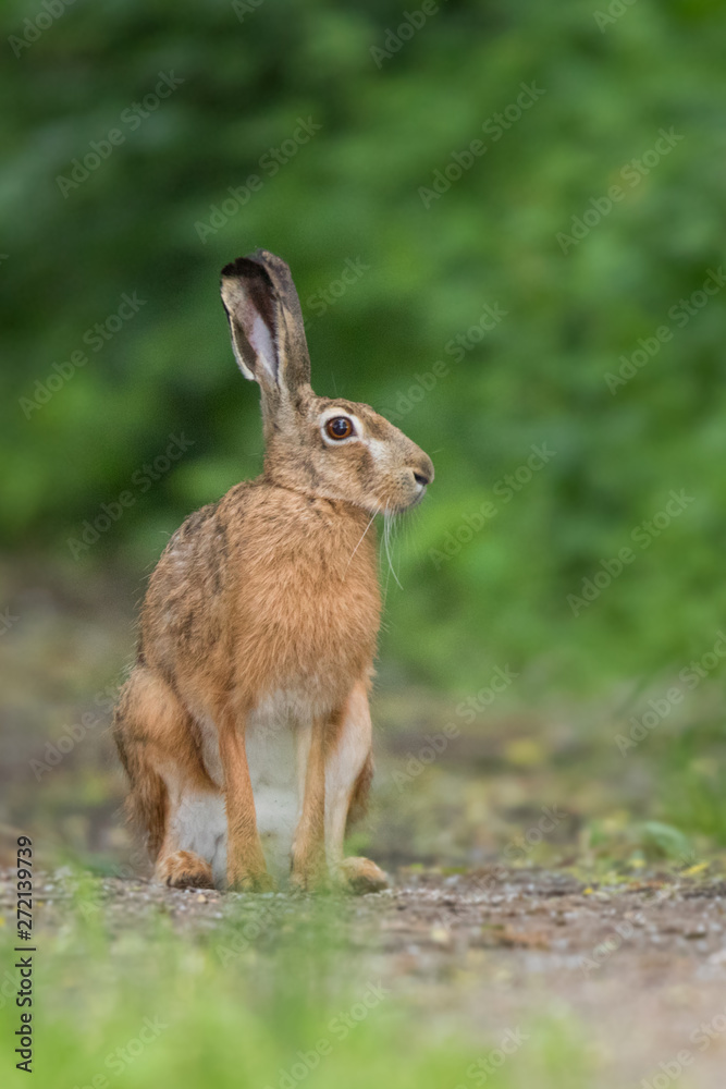 Fototapeta premium European brown hare (Lepus europaeus)