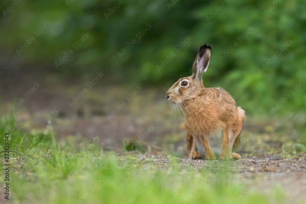 European brown hare (Lepus europaeus)