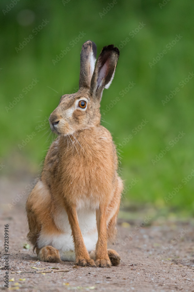 European brown hare (Lepus europaeus) European brown hare (Lepus europaeus)