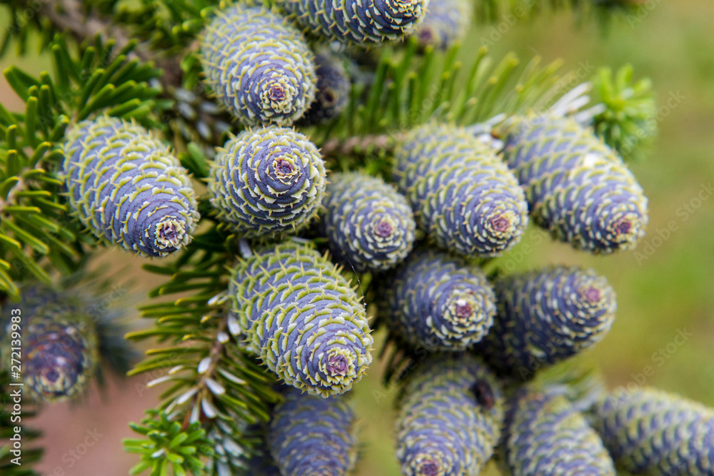 Bunch of Fir tree with cones on a branch in close up