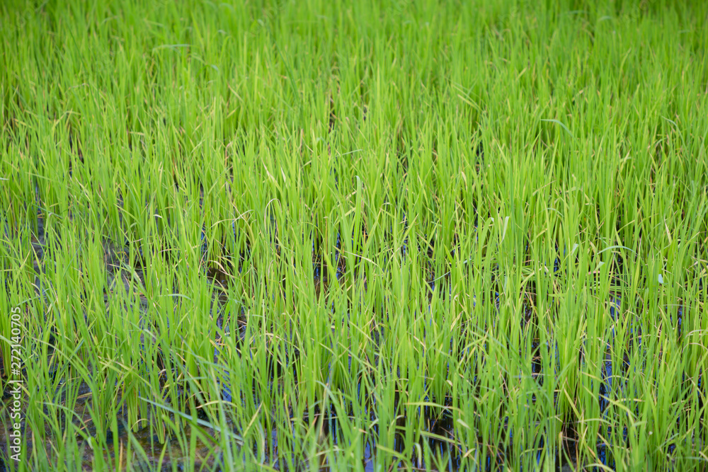 green rice field grow in paddy farm in summer season green rice field grow in paddy farm in summer season