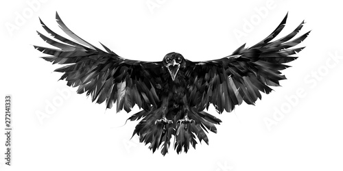 painted portrait of a raven on a white background in front with a wingspan