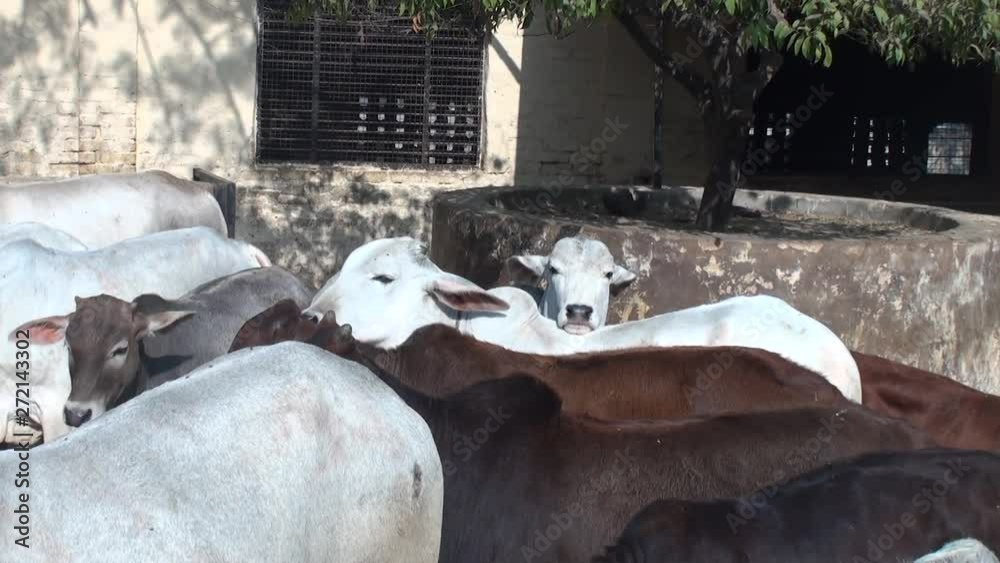 Bred cow of white color with big ears in the farm of Vrindavan. The ...