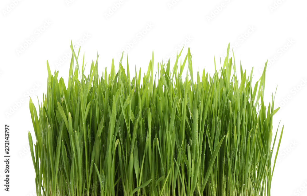 Fresh green wheat grass on white background Fresh green wheat grass on white background