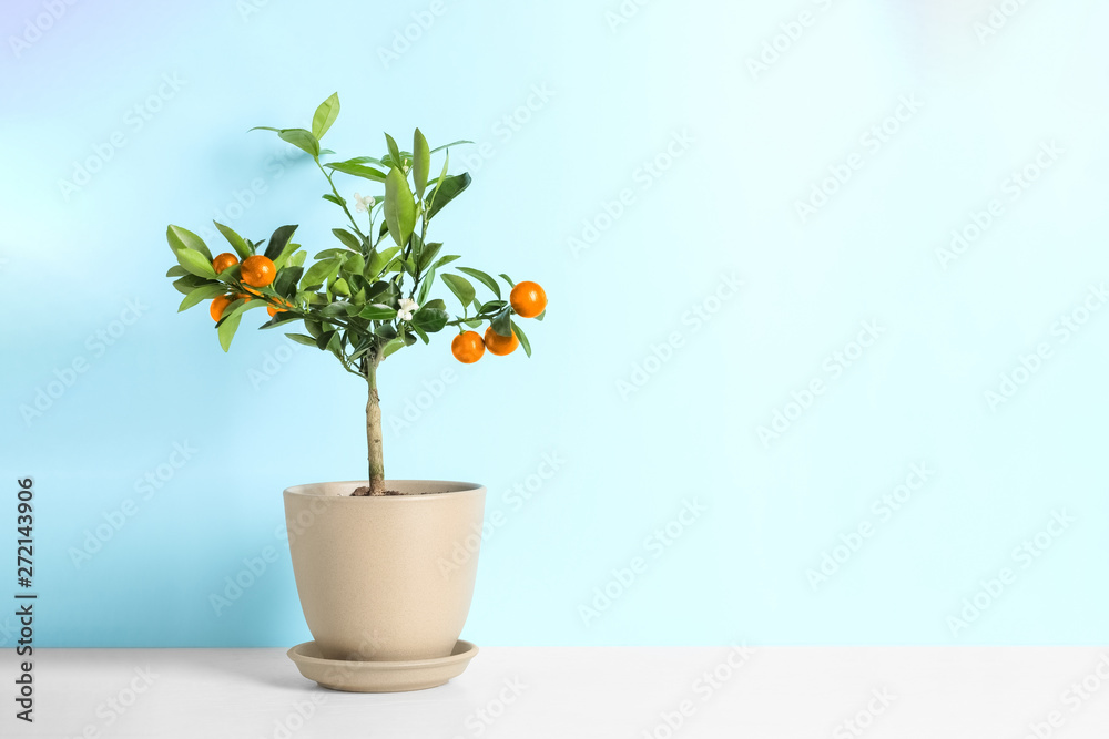 Citrus tree in pot on table against color background. Space for text Citrus tree in pot on table against color background. Space for text