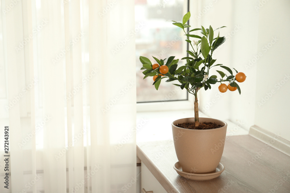 Potted citrus tree on table near window indoors. Space for text Potted citrus tree on table near window indoors. Space for text