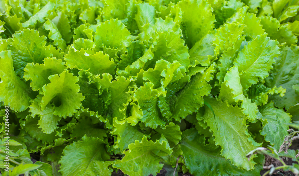 Lettuce salad leaf background. Fresh batavia salad. Close up of lettuce leaf growth on organic farm ground bed. Young green lettuce crop in garden soil for spring leaf salad. Raw vegetarian lettuce Lettuce salad leaf background. Fresh batavia salad. Close up of lettuce leaf growth on organic farm ground bed. Young green lettuce crop in garden soil for spring leaf salad. Raw vegetarian lettuce