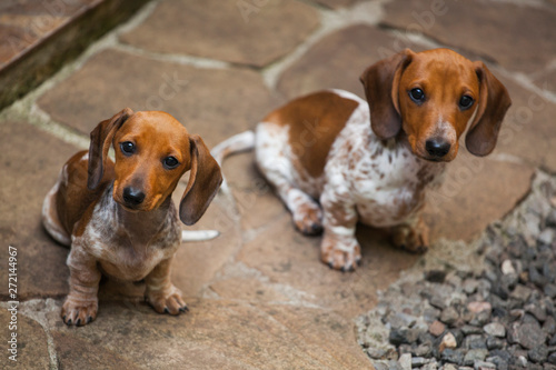 dachshund puppy portrait stone background 