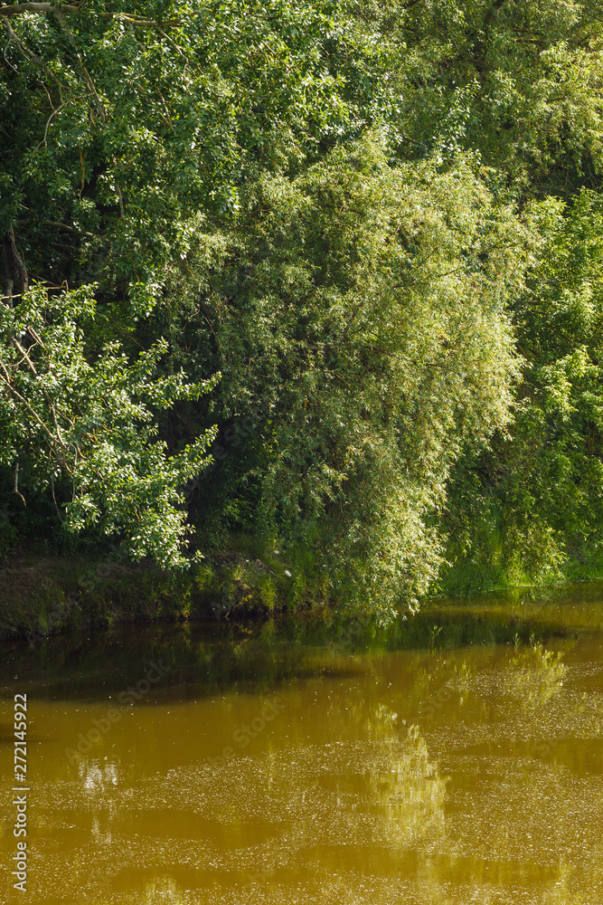 Fototapeta premium Landscape with trees over the river