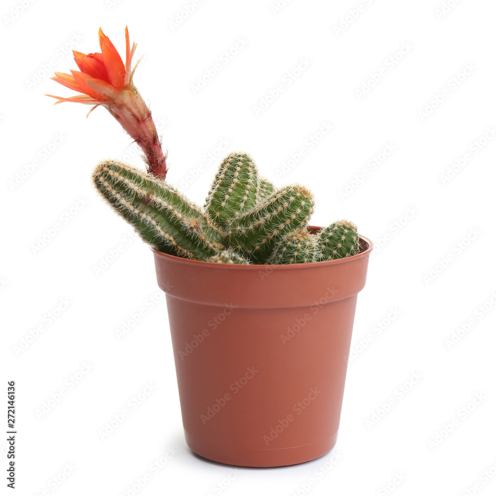 Cactus (Echinopsis chamaecereus) with beautiful red flower in pot on white background Cactus (Echinopsis chamaecereus) with beautiful red flower in pot on white background