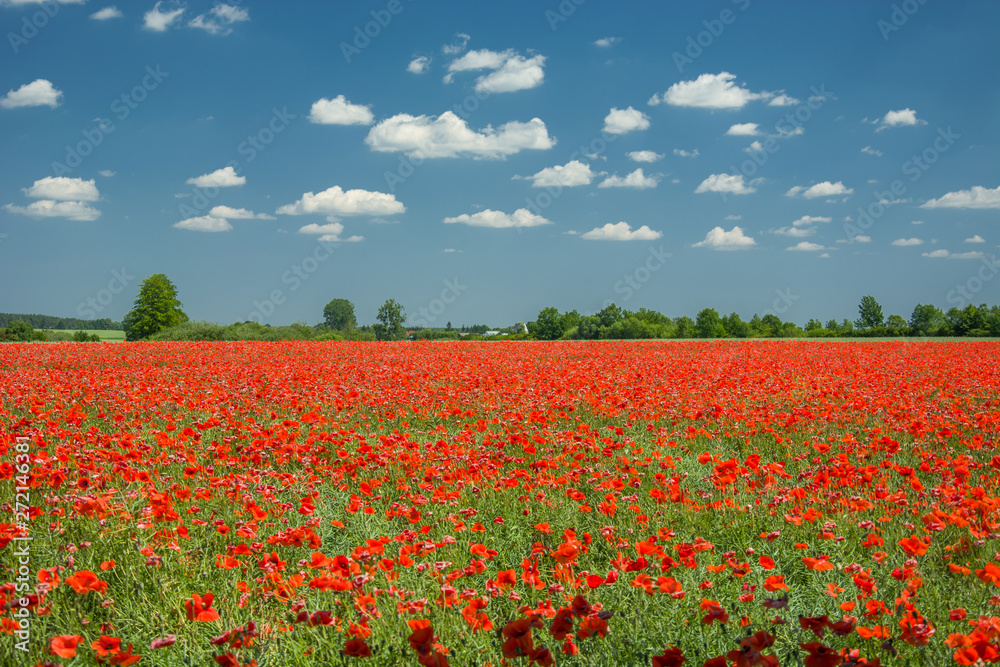 Large red poppies field, horizon and sky