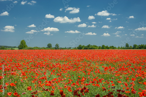 Large red poppies field  horizon and sky