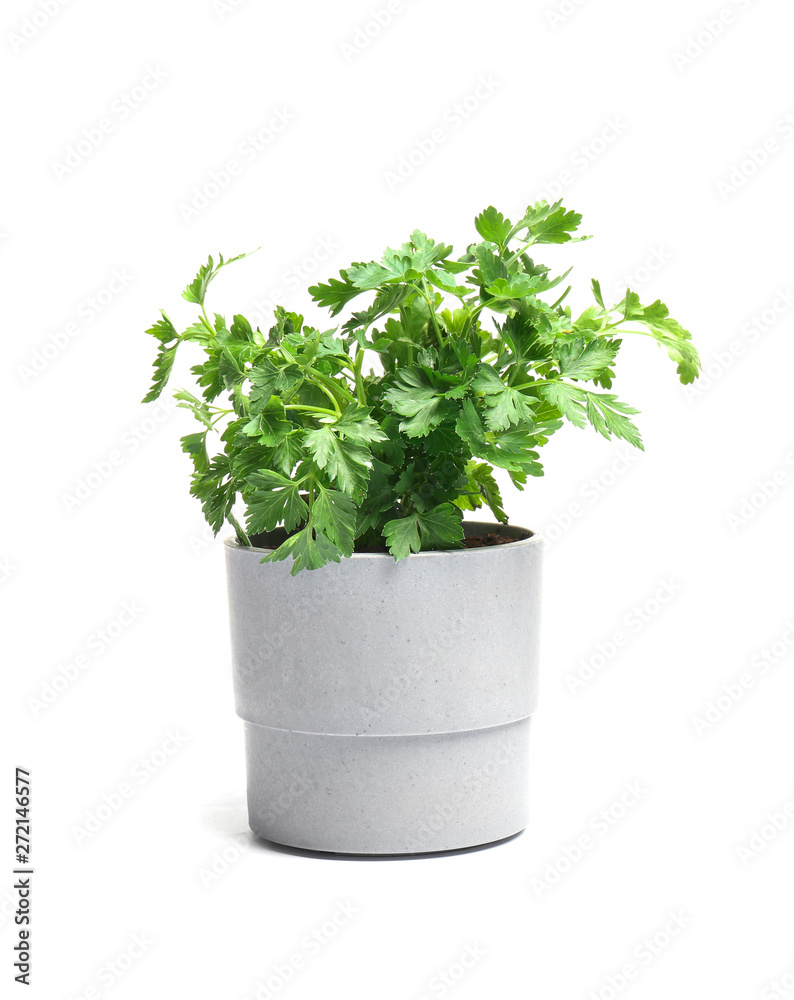 Fresh green organic parsley in pot on white background Fresh green organic parsley in pot on white background