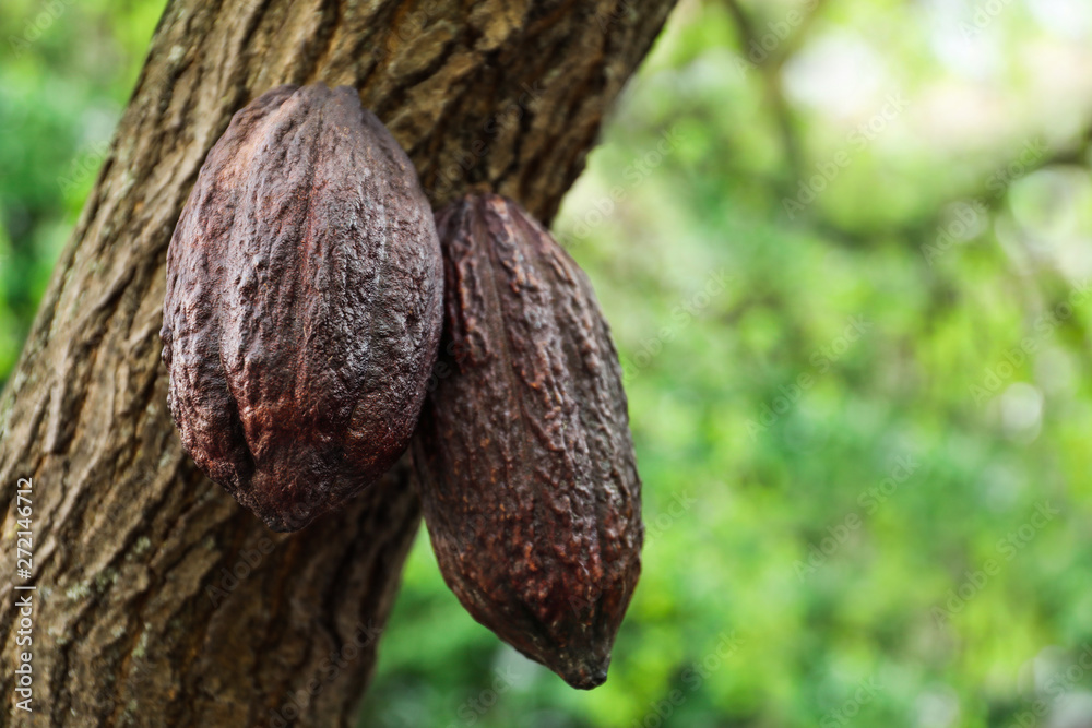 Obraz premium Closeup view of cocoa tree with pods