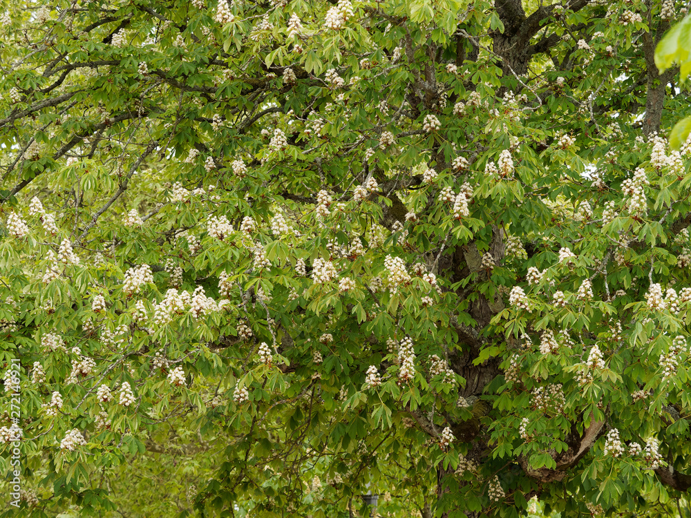 Blütezeit der Gewöhnliche Rosskastanie (Aesculus hippocastanum) oder Weiße Rosskastanie
