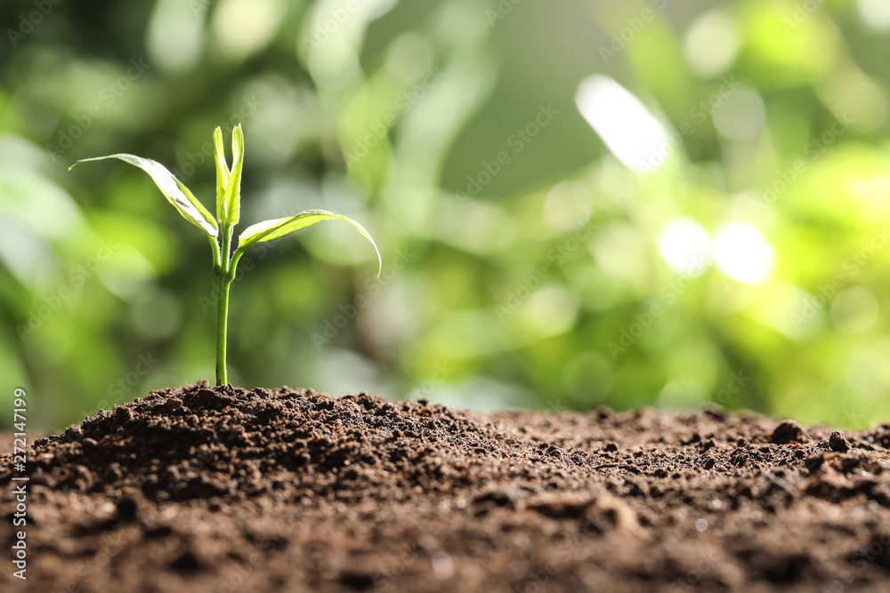 Fototapeta premium Young plant in fertile soil on blurred background, space for text. Gardening time