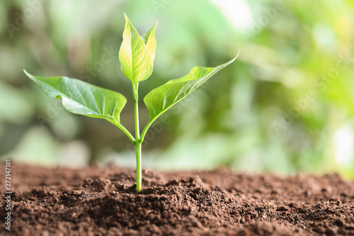 Young plant in fertile soil on blurred background, space for text. Gardening time