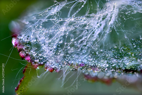 Fotografía dew drops are red, white and transparent in the web