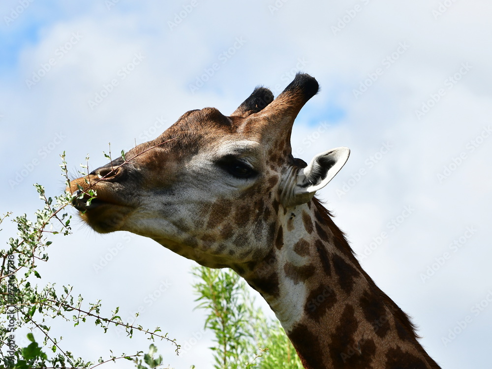 giraffe eating  leaves with its long tongue,Mpumalanga region in South Africa