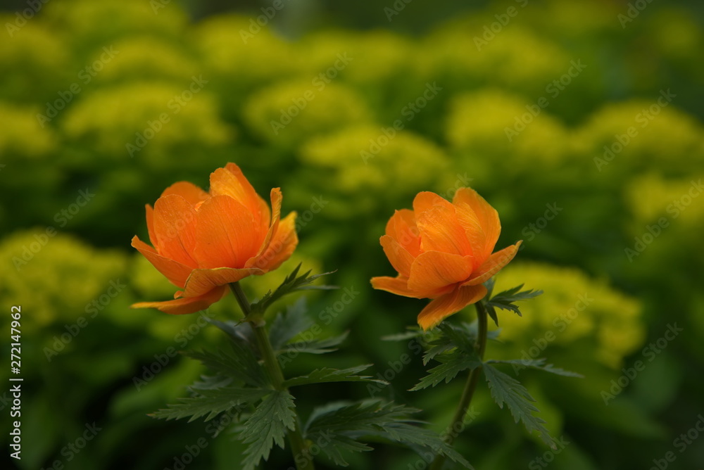Russia. The Kuznetsk Alatau, the riverhead of the river Tom. Golden thoroughwax, Trollius asiaticus Russia. The Kuznetsk Alatau, the riverhead of the river Tom. Golden thoroughwax, Trollius asiaticus