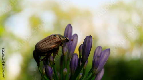 maybug on blossom photo