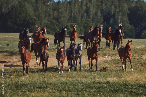 A herd of young horses on pasture © PHOTOLIFESTYLE