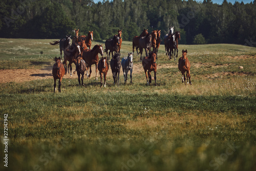A herd of young horses on pasture