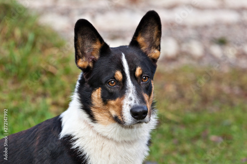 Dog breed Welsh Corgi Cardigan portrait on nature © annatronova
