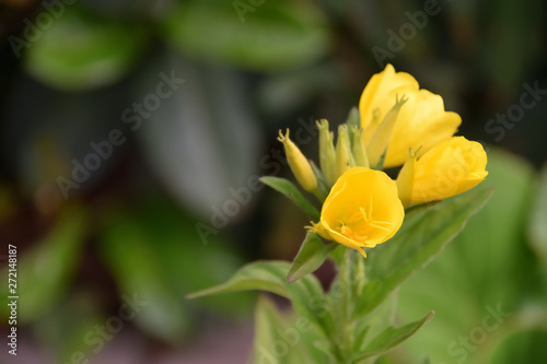 Yellow flowers in the garden
