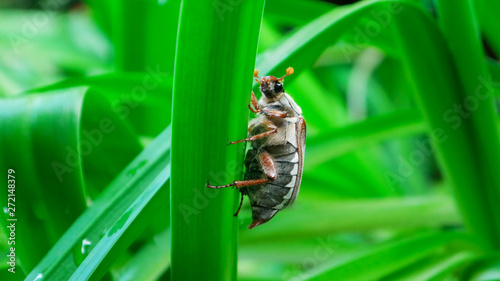 cockchafer maybug photo