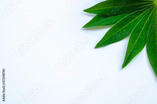 postcard green leaves on a white background grass