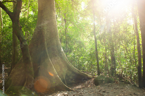 Sunbeam shines through the large Tetrameles tree. photo