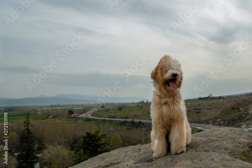 Perro labradoodle sentado contento © Carlos