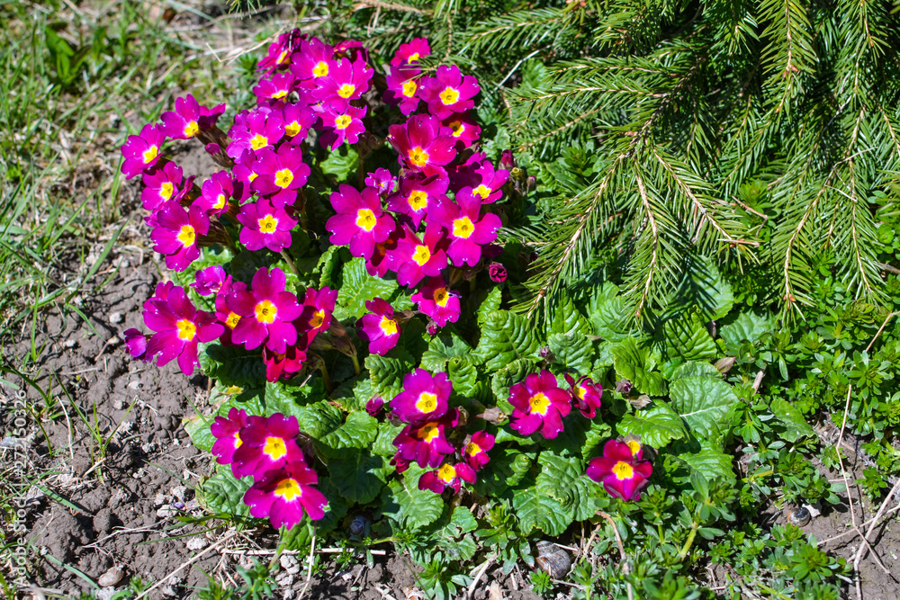 Naklejka premium Primrose flowers opened under the sun