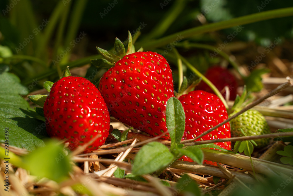 Erbeeren auf Stroh im Hochbeet