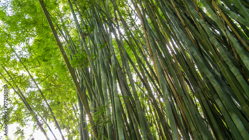 Fototapeta Naklejka Na Ścianę i Meble -  Bamboo trees at Kanapaha Gardens - Gainesville, Florida