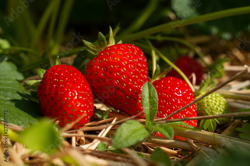 Obraz na płótnie Erbeeren auf Stroh im Hochbeet w salonie