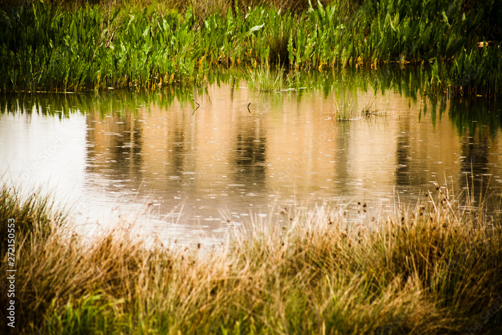 grass and water grass and water