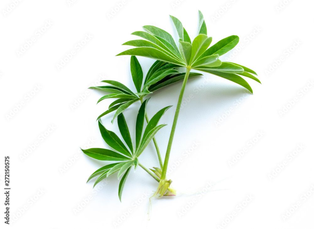 Fototapeta premium green sprouts on a white background