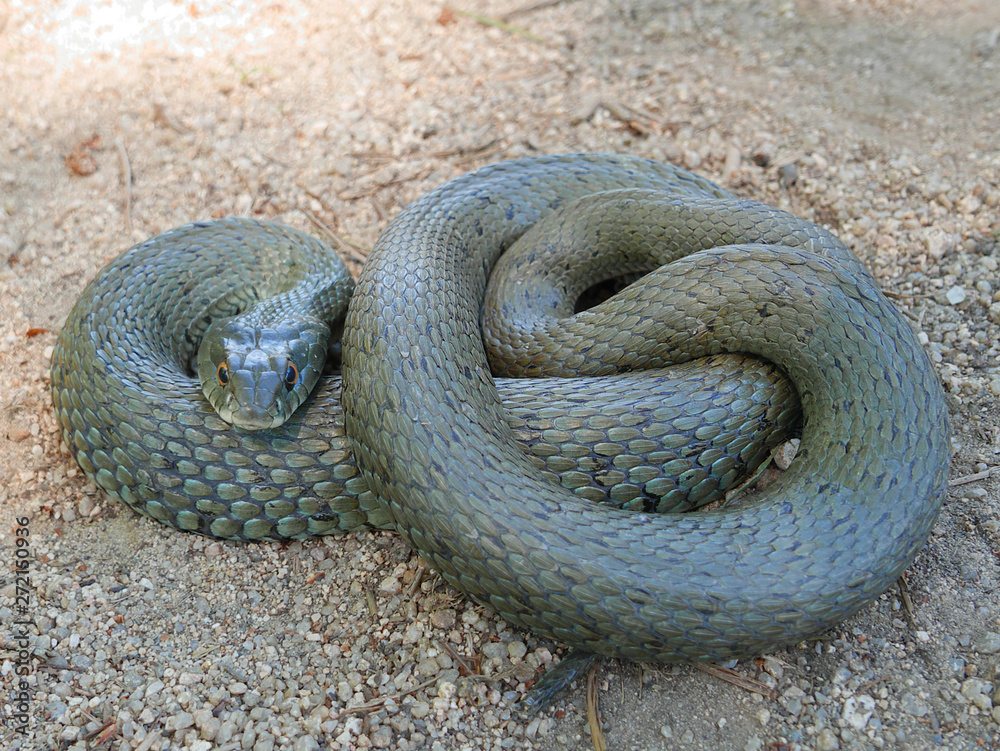 Fototapeta premium closeup photography of the head of a snake Natrix astreptophora, barred grass snake, picture taken in Garraf near Barcelona Spain.