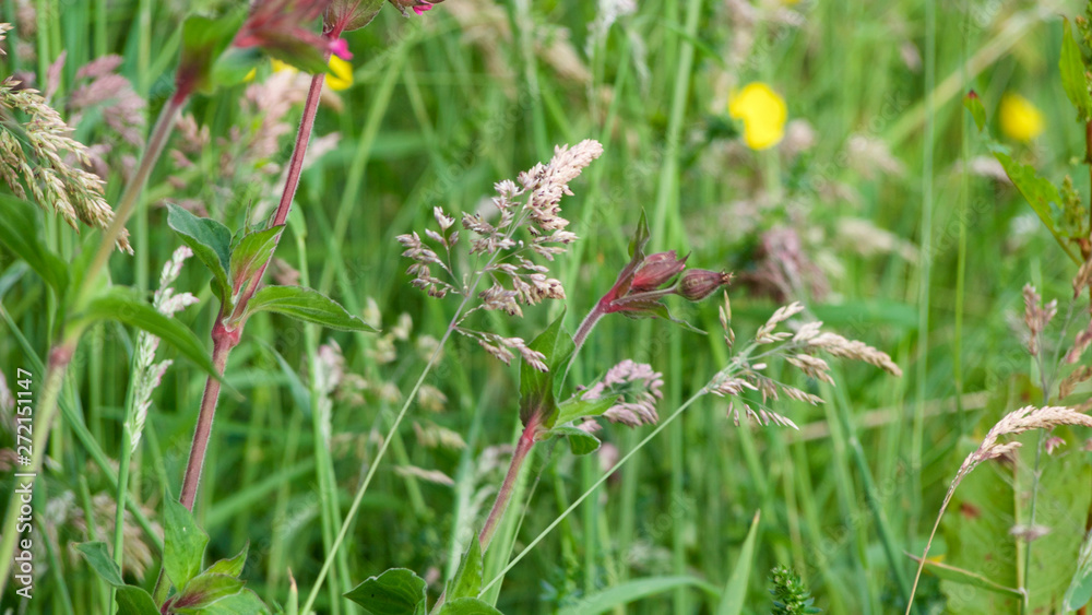 Wild flower hedgerow in spring/early summer, by the side of a road, in south west UK Wild flower hedgerow in spring/early summer, by the side of a road, in south west UK