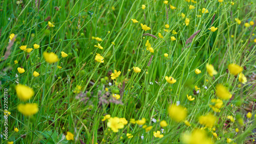 Wild flower hedgerow in spring/early summer, by the side of a road, in south west UK