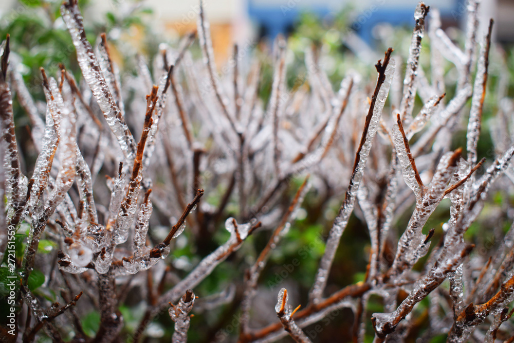 Plants were ornamented with ice after snow storm 