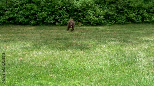 Chesapeake Bay Retriever puppy running in slow motion photo